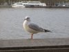 MÃ¶we (640x480).jpg