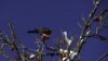 2015_Amsel.jpg
