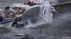 2015_MÃ¶we.jpg