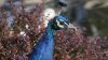 2015_Pfau.jpg