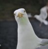 DSC_0601.jpg