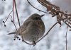 amsel1.jpg amsel1.jpg
