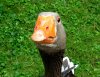 Franz-Gans1.jpg Franz-Gans1.jpg