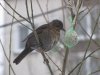 weibliche Amsel 26.12.2010 002k.jpg