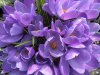 lilaCIMG7428.jpg lilaCIMG7428.jpg