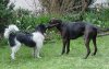 2015_Hunde.jpg