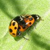 hippodamia.notata1.jpg hippodamia.notata1.jpg