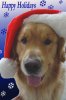 Christmas_Retriever.jpg