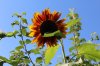 sonnenblumeIMG_1112.jpg sonnenblumeIMG_1112.jpg