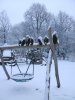 Winter Heidekampweg 015.JPG