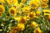 DSC_0179ro1.jpg