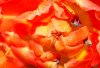 DSC02116a.jpg
