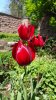 2015-05-10-Flora-Muttertag-Nurten-59.jpg