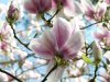 2015-04-12-KÃ¶ln-Forstbotanischer-Garten-42.jpg