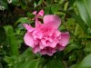 2016-04-10-KÃ¶ln-Flora-18.jpg