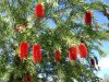 Bottlebrush.jpg