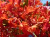 Poinciana.jpg