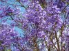 Jacaranda.jpg