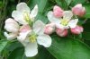 002 ApfelblÃ¼ten.jpg