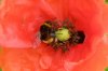 003 Mohn.JPG