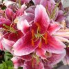 004 Lilien.JPG
