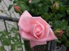 rosa rose.jpg