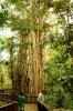 Curtain Fig Tree.jpg