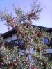 004 Alter Apfelbaum im Chiemgau 600X800.jpg