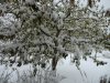 Apfelbaum_im_Schnee.jpg