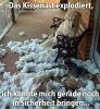 HundKissenexplodiert.jpg