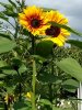 Sonnenblumen.jpg Sonnenblumen.jpg