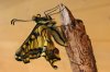 Schwalbenschwanz-Papilio-machaon-a19056871.jpg