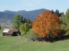 Herbstfärbung.jpg