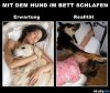 mit-dem-hund-im-bett-schlafen-erwartung-realitaet.jpg