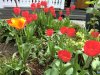 tulpenCIMG8886.jpg