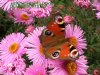 Geb-Schmetterling.jpg