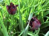 schwarzetulpenCIMG8899.jpg