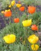 web. mohnblumen fÃ¼r gisela..jpg