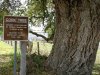 corktree.jpg