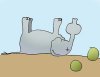 elefant.jpg