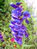 blume.jpg