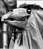 marilwyd.jpg