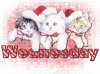 christmas_kitties_wed~mo.jpg