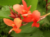 web.  canna 17,08..gif