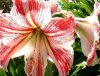 amaryllis.jpg