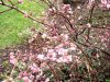 web. blÃ¼ten im winter 006.jpg