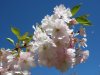 kirschblüte1.jpg