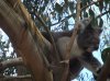 Koala045031184.jpg