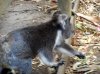 KoalaaIMG_2018032.jpg