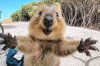 quokkaselfie-campbell-jones-0d4640f7-6b61-452c-9aae-d4fe1c2cd0da.jpg